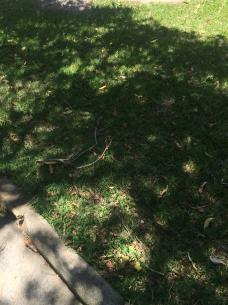 Parramatta River cruise & Cockatoo Island March 2019 Image -5c8d86a4abce5